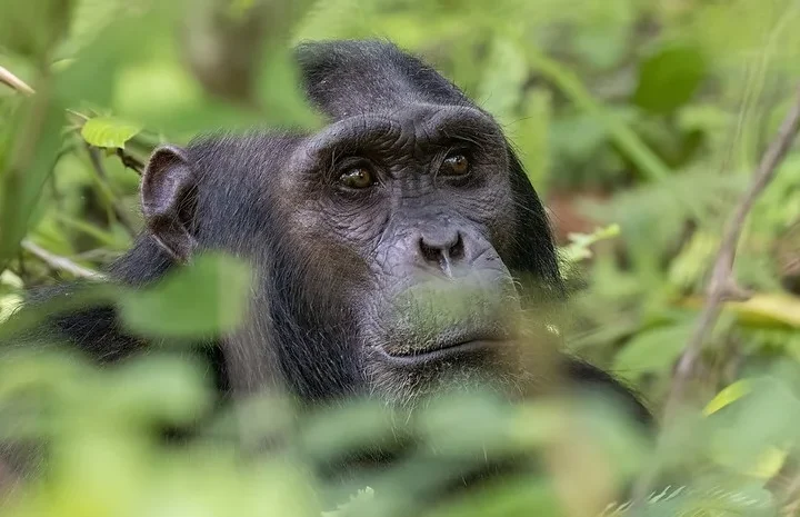 Chimpanzee filming permits - Chimpanzee trekking safaris uganda.