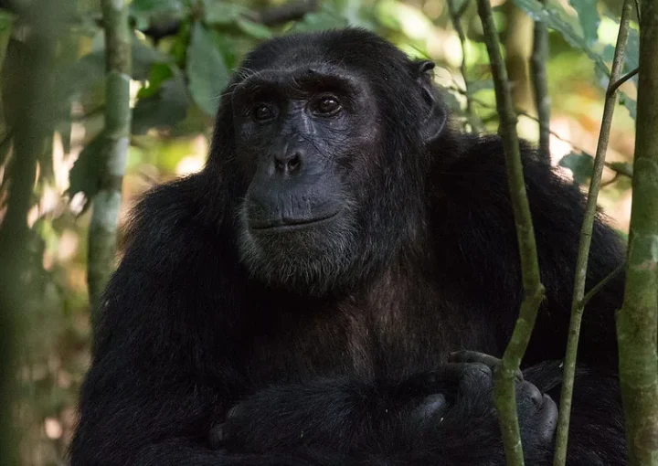 Chimpanzee habituation permits