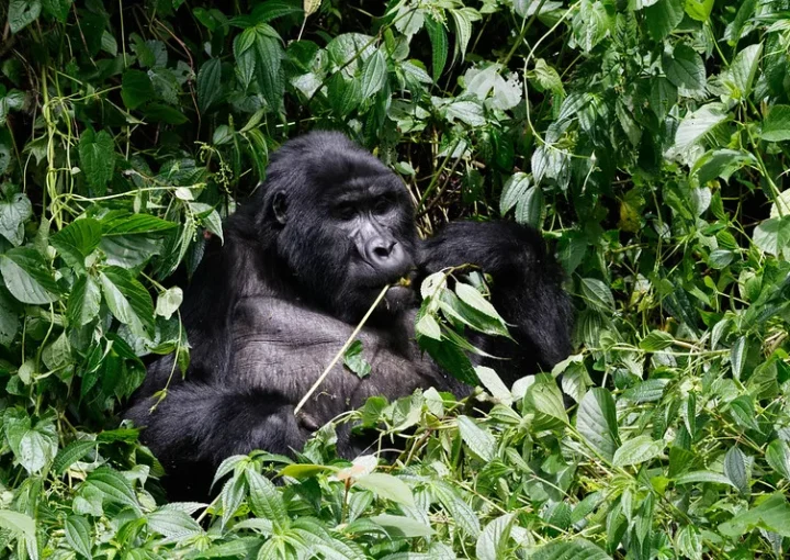 Christmas gorilla family, Nkuringo gorilla groups.