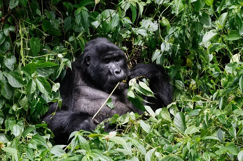 Christmas gorilla family, Nkuringo gorilla groups.