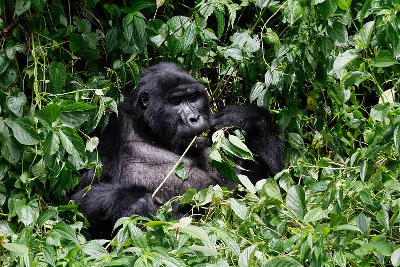 Christmas gorilla family, Nkuringo gorilla groups.