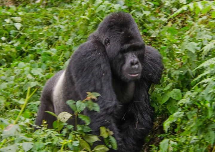 Christmas gorilla safari option for 2024.