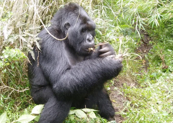 Companies allowed to book gorilla permits in Uganda.