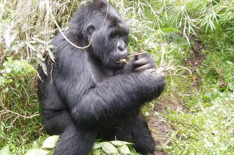 Companies allowed to book gorilla permits in Uganda.