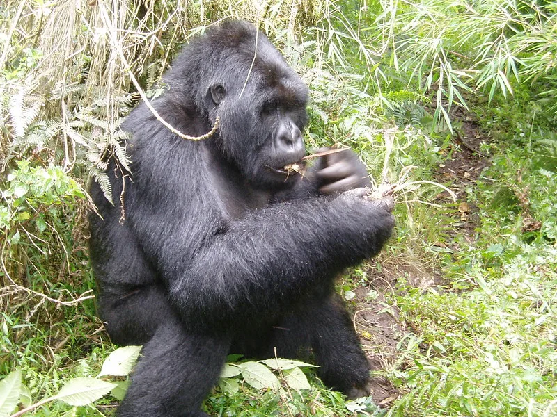 Companies allowed to book gorilla permits in Uganda.