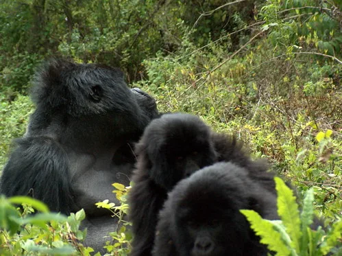 Congo Discounted gorilla permits.