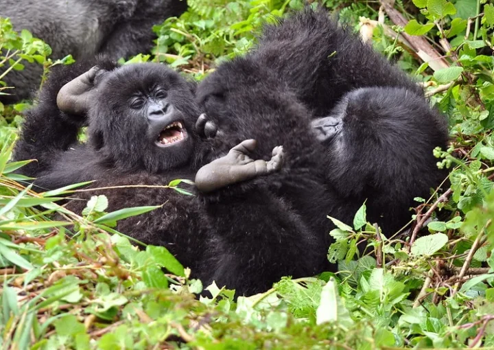 Conservation was high priority under Belgian-Rwanda gorillas.