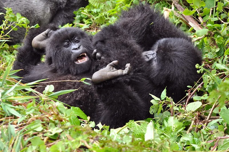 Conservation was high priority under Belgian-Rwanda gorillas.