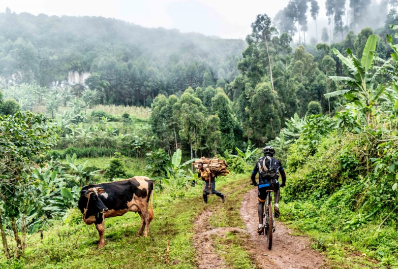 Cycling safaris in Bwindi