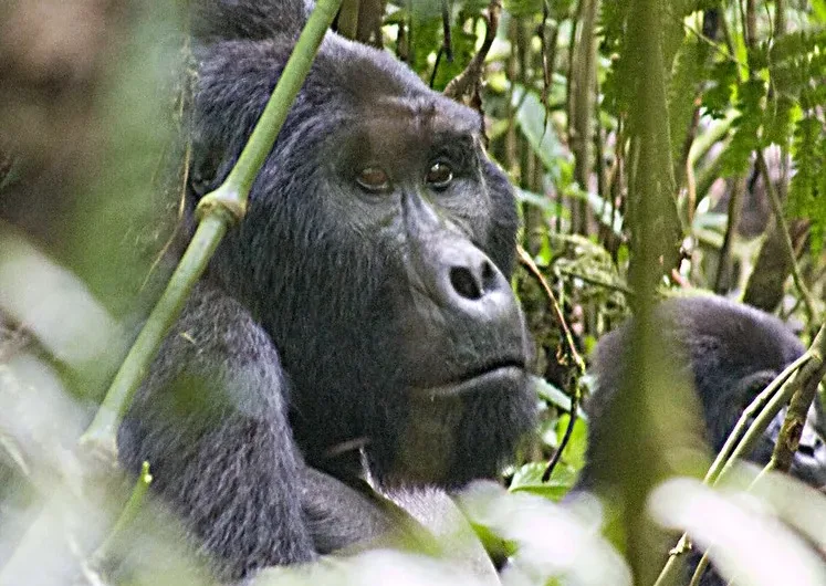 Discounted gorilla permits and low season gorilla safaris.