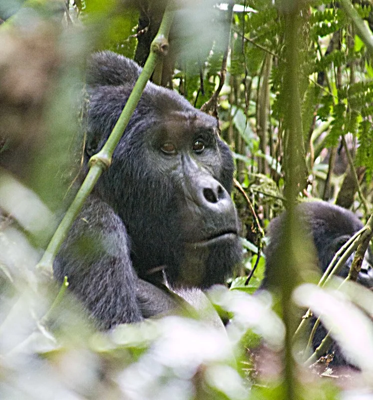 Discounted gorilla permits and low season gorilla safaris.