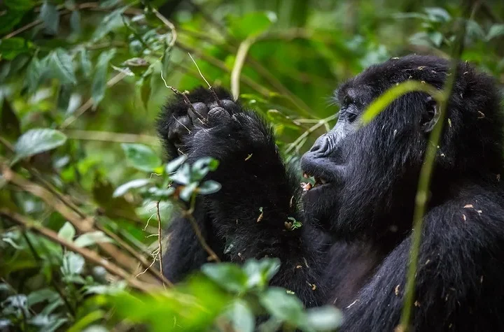 Discounted gorilla permits this November - Gorilla trekking safaris and tours.