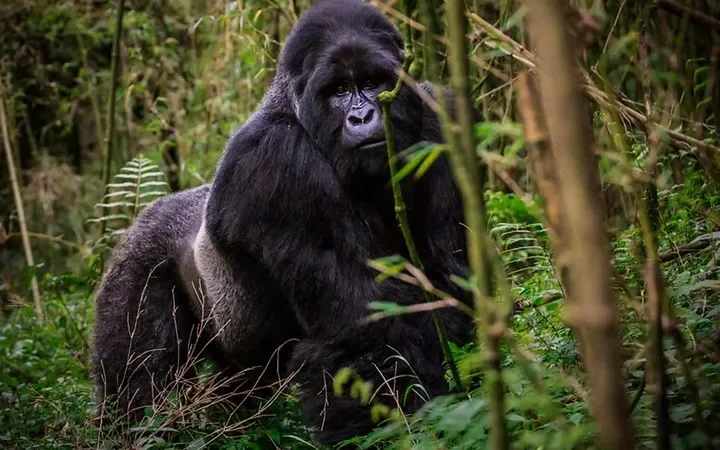 Discounted price for East African resident gorilla permits - Gorilla tours and safaris - Gorilla trekking permits.