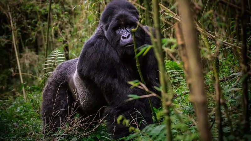 Discounted price for East African resident gorilla permits - Gorilla tours and safaris - Gorilla trekking permits.