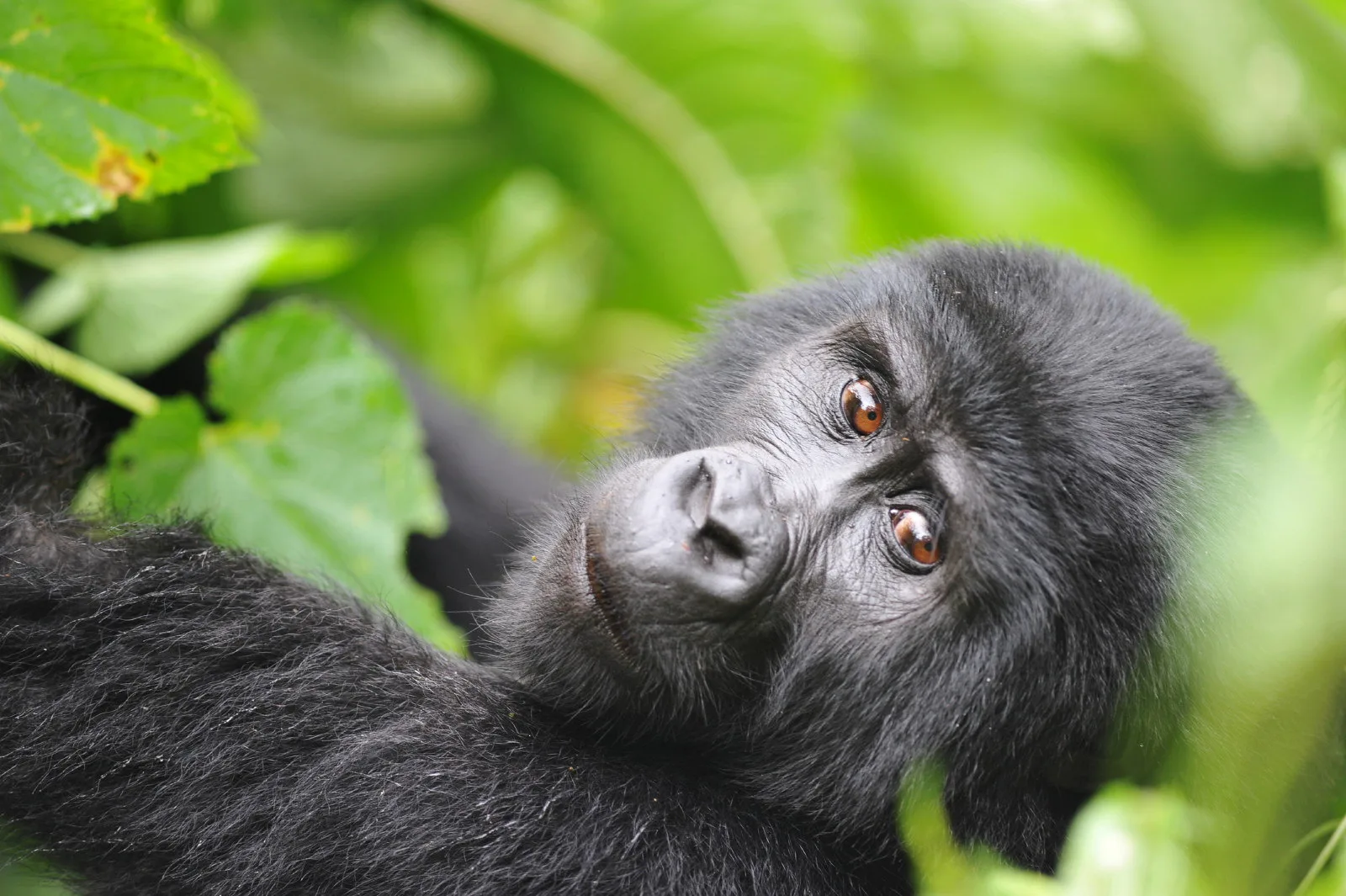 Do Mountain Gorillas Fight?