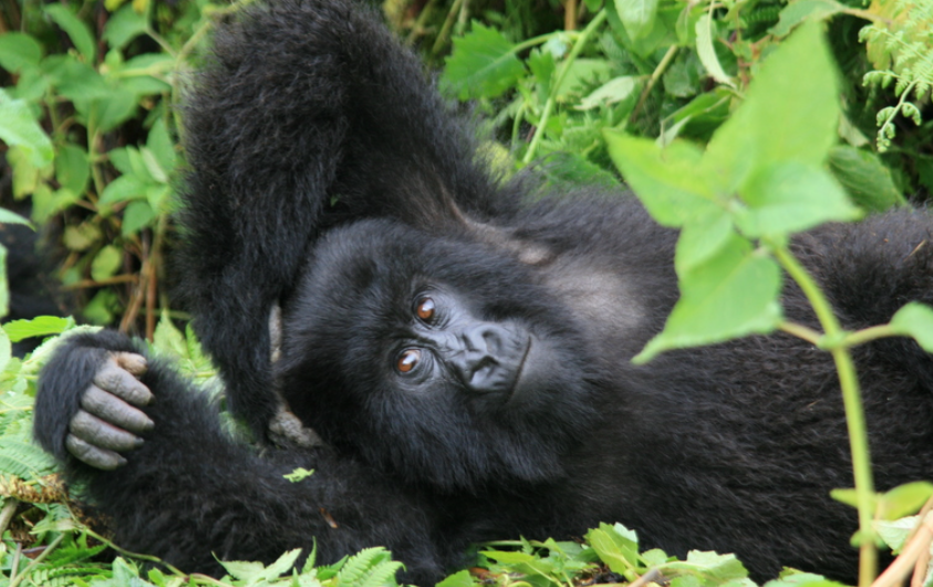 Gorilla Trekking in Uganda and Rwanda