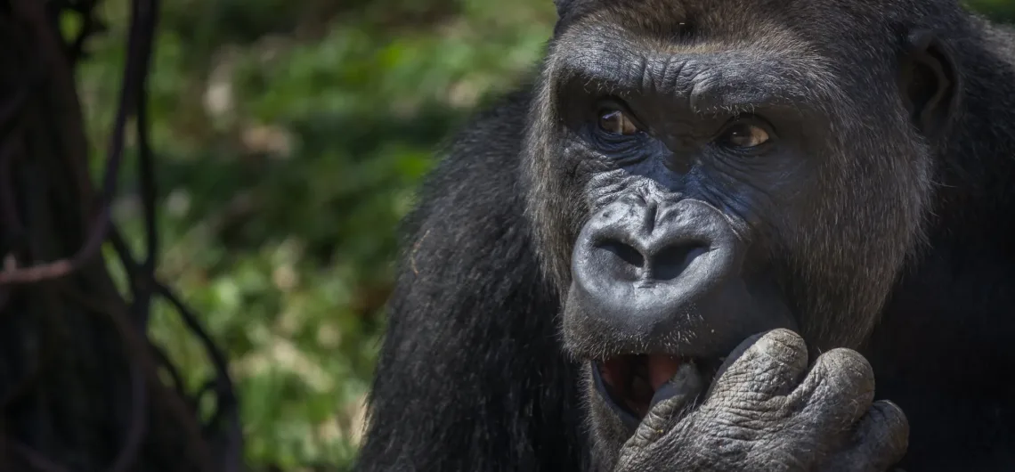 Double gorilla trekking in Uganda