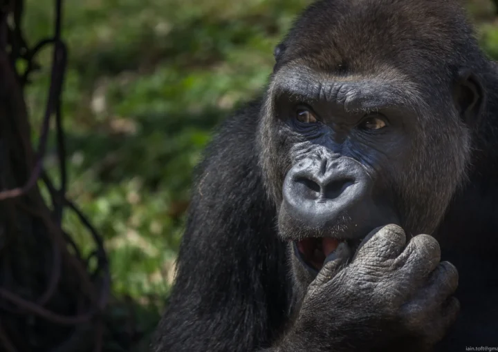 Double gorilla trekking in Uganda