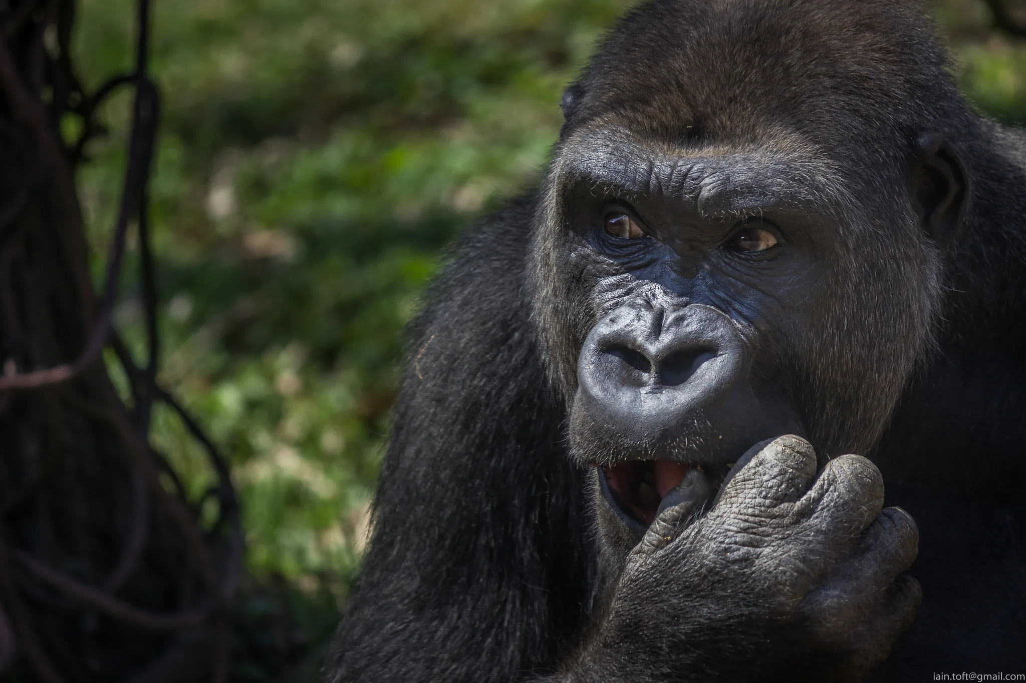 Double gorilla trekking in Uganda