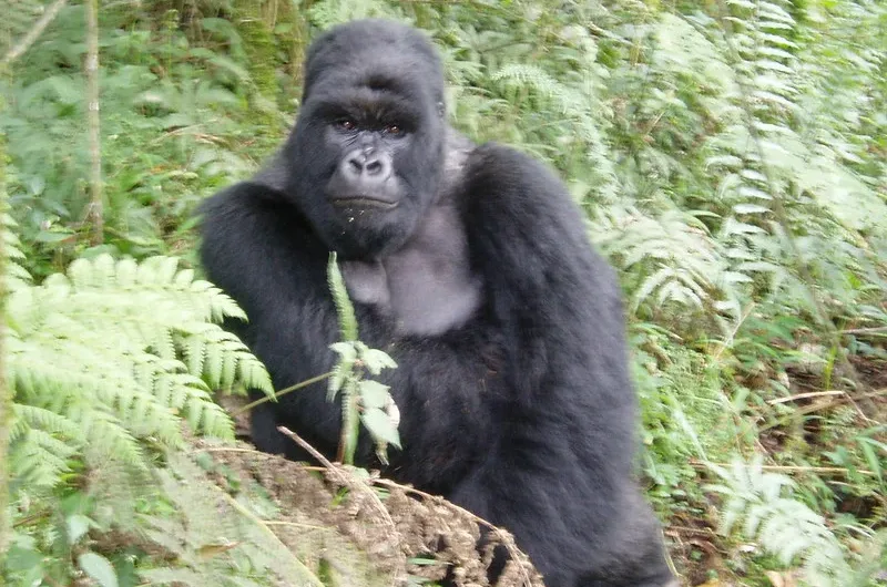 Excluded in a gorilla permit.