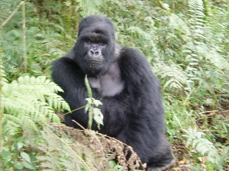 Excluded in a gorilla permit.