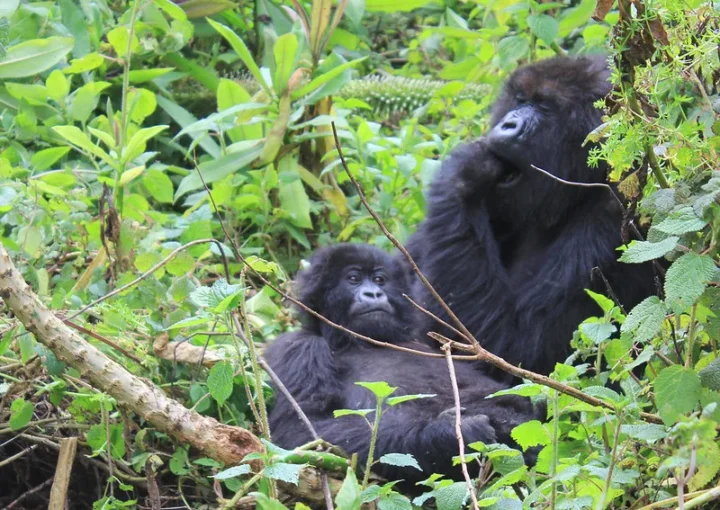 Where are Gorilla habitats located?