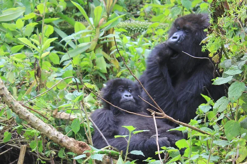 FAQ-Gorilla Trekking in Uganda and Rwanda