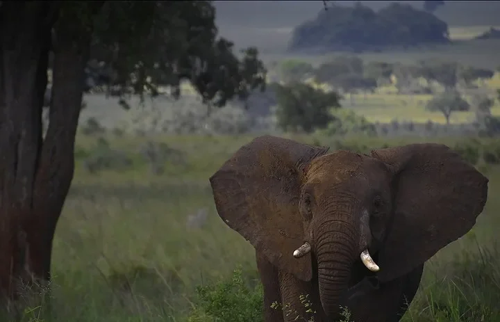 Fam trip to Kidepo National Park.