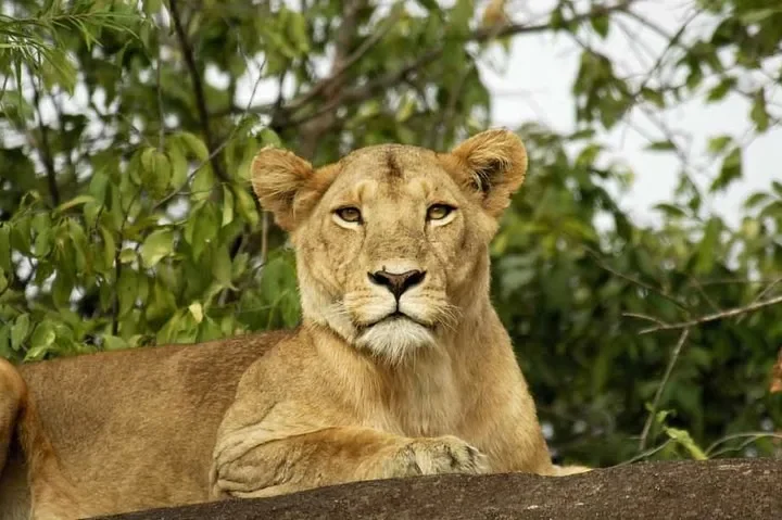 Filming Lions in Uganda.