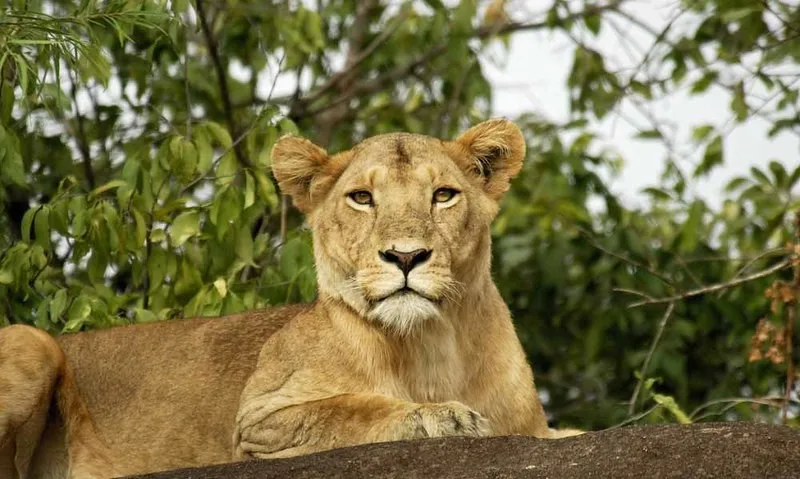 Filming Lions in Uganda.