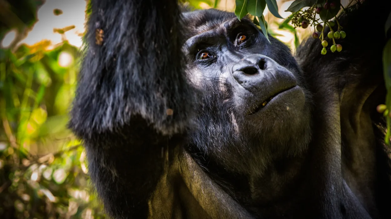 Exploring the Best Gorilla Trekking Sectors in Bwindi - Buhoma Sector - Ruhija Sector - Rushaga Sector - Nkuringo Sector.