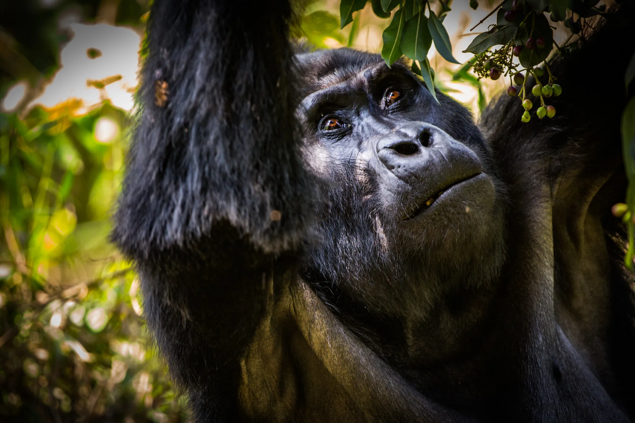 Exploring the Best Gorilla Trekking Sectors in Bwindi - Buhoma Sector - Ruhija Sector - Rushaga Sector - Nkuringo Sector.