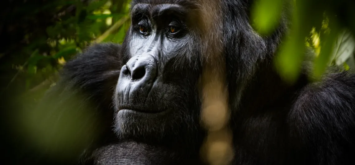 Gorilla filming in Buhoma Bwindi