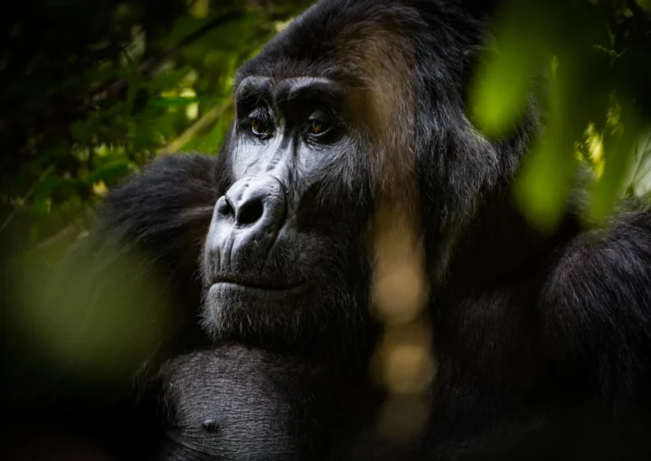 Gorilla filming in Buhoma Bwindi