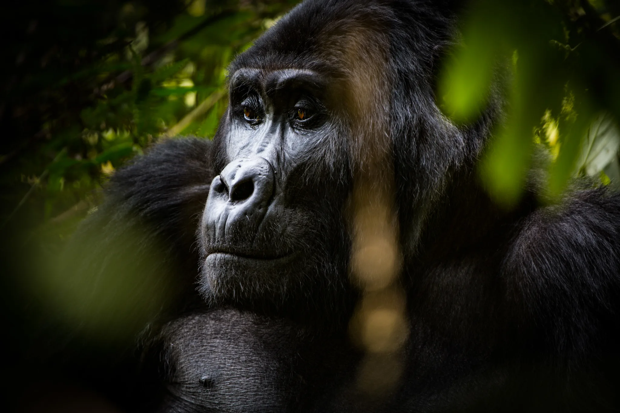 Gorilla filming in Buhoma Bwindi