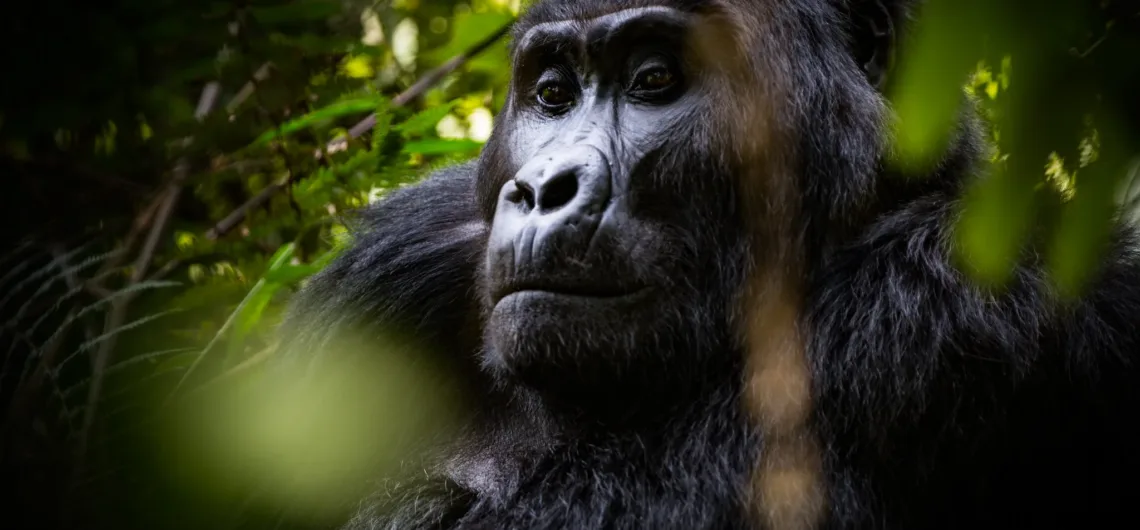 Gorilla Filming in Bwindi Uganda