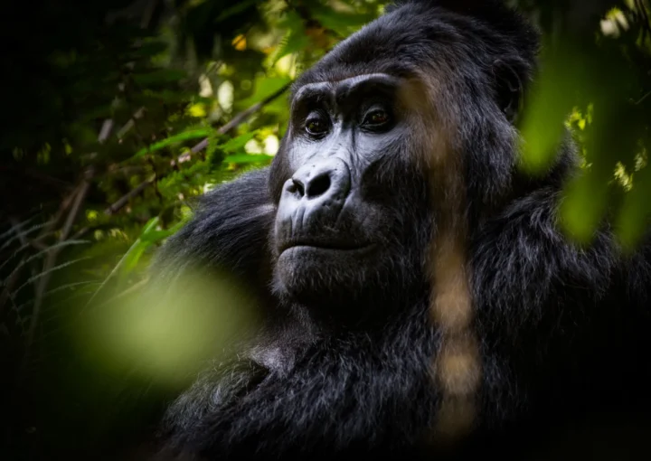 Gorilla Filming in Bwindi Uganda