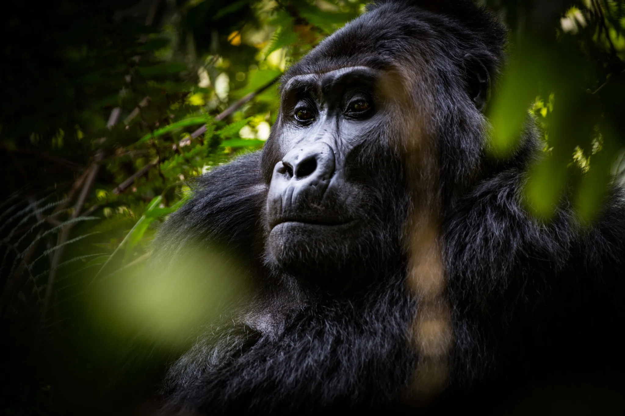Gorilla Filming in Bwindi Uganda