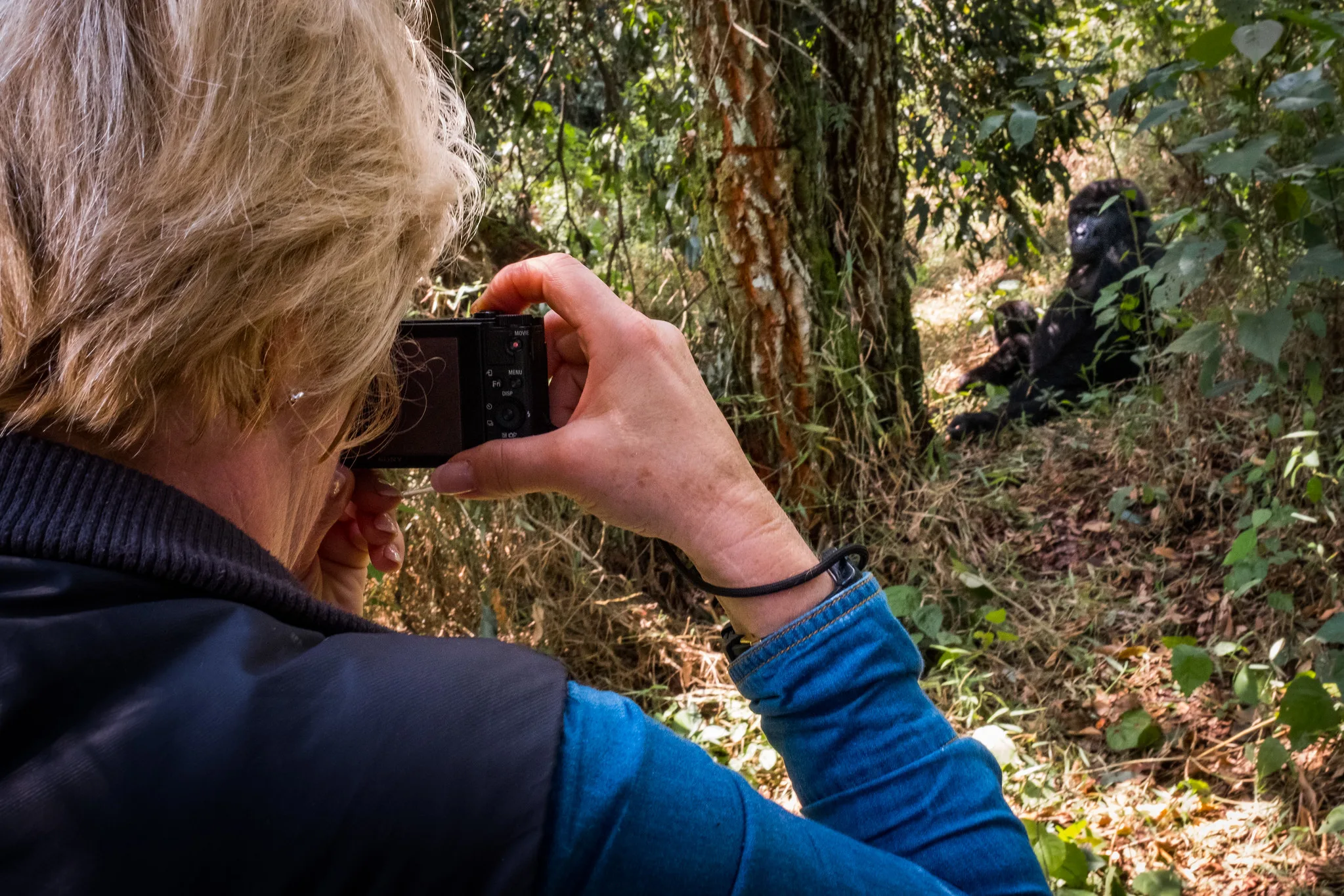 Filming Mountain Gorillas in Uganda