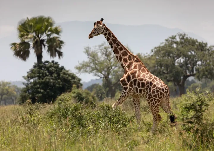 Filming in Kidepo Valley National Park.