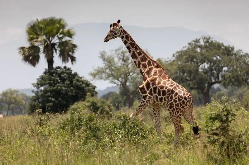 Filming in Kidepo Valley National Park.