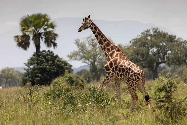 Filming in Kidepo Valley National Park.