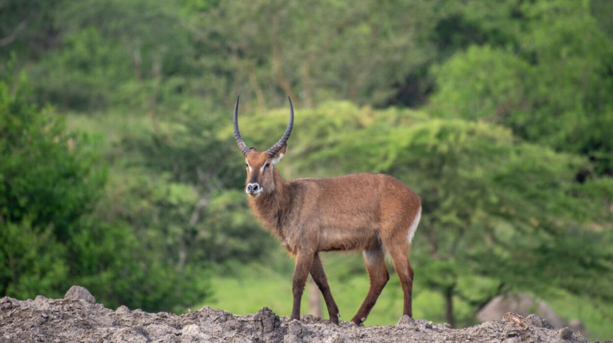 Filming in Lake Mburo Uganda