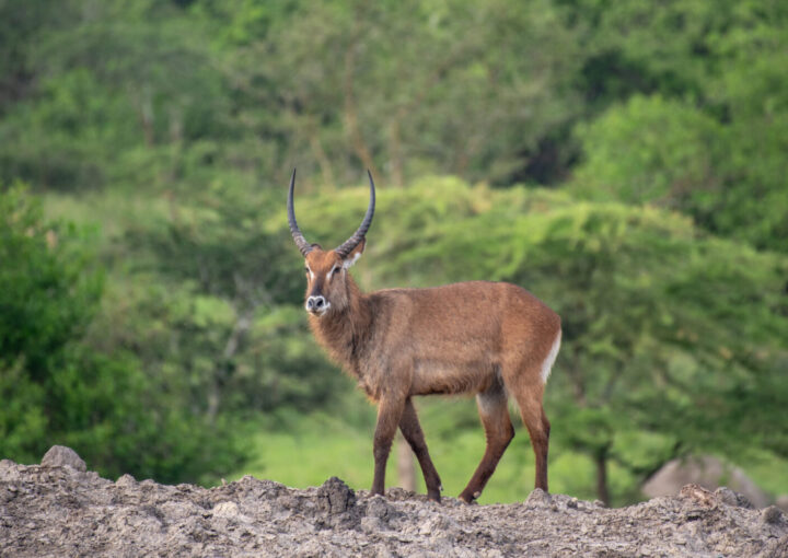 Filming in Lake Mburo Uganda