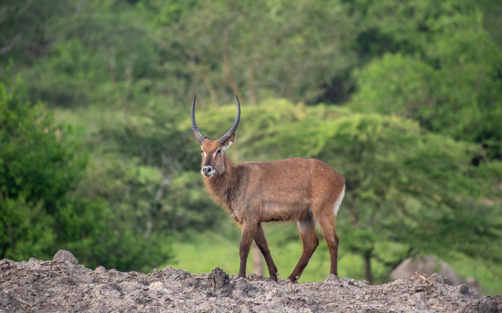 Filming in Lake Mburo Uganda