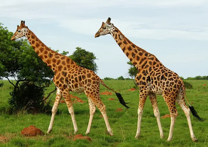Filming in Murchison Falls National Park.