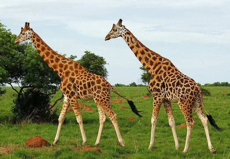 Filming in Murchison Falls National Park.