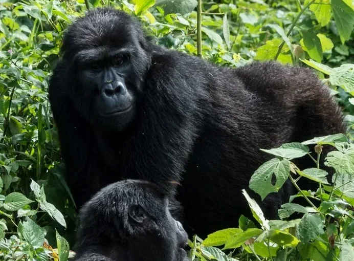 Four hour gorilla habituation experience Rushaga.