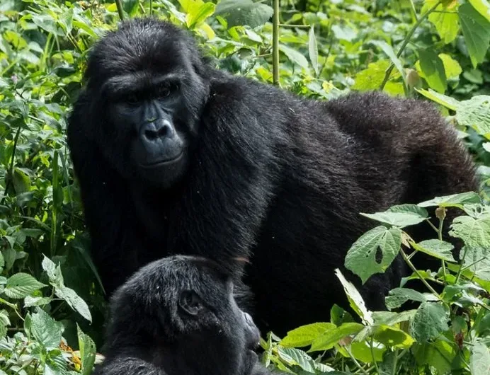 Four hour gorilla habituation experience Rushaga.