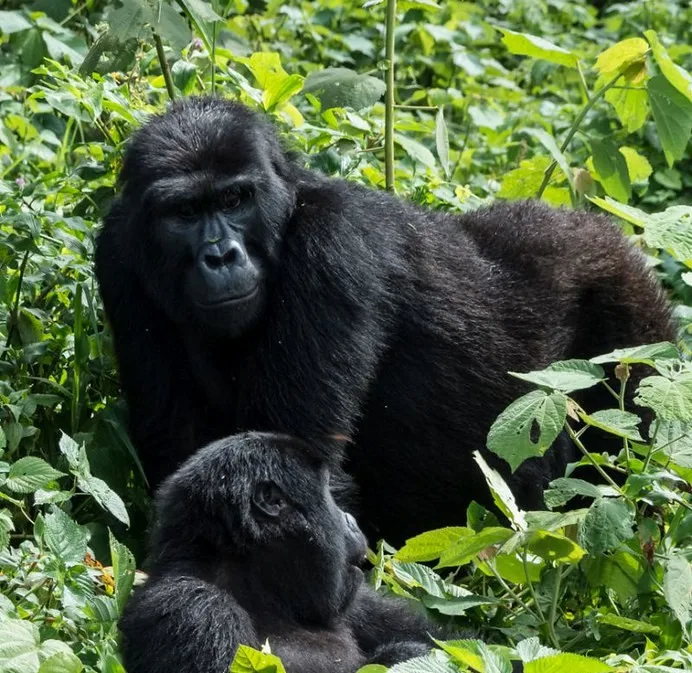 Four hour gorilla habituation experience Rushaga.